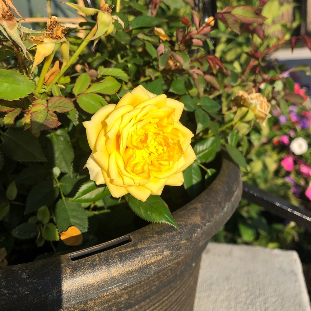 Meet your Posher, Monica